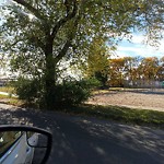 Overgrown Trees - Public Property at 10120 50 Street NW