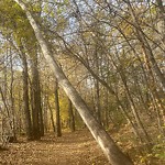 Tree/Branch Damage - Public Property at 6603 Ada Boulevard NW