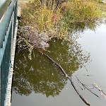 Tree/Branch Damage - Public Property at 1518 Rutherford Road SW