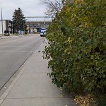 Overgrown Trees - Public Property at 8112 111 Avenue NW