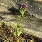 Noxious Weeds - Public Property at 6750 88 Street NW