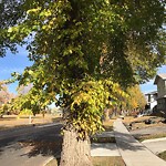 Overgrown Trees - Public Property at 10111 84 Street NW