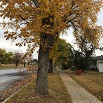 Overgrown Trees - Public Property at 10103 84 Street NW