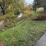 Tree/Branch Damage - Public Property at 4536 Donsdale Drive NW