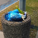 Overflowing Garbage Cans at 109 Street & 29 A Avenue, Edmonton, Ab T6 J 6 Y1, Canada