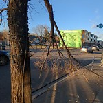 Tree/Branch Damage - Public Property at 11731 93 Street NW