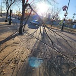 Tree/Branch Damage - Public Property at 9142 118 Avenue NW