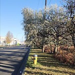 Overgrown Trees - Public Property at 10939 120 Street NW