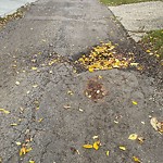 Potholes at 9139 75 Avenue NW