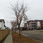 Tree/Branch Damage - Public Property at 4271 23 Street NW