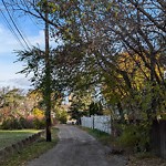 Overgrown Trees - Public Property at 11127 75 Avenue NW