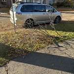 Tree/Branch Damage - Public Property at 9618 75 Avenue NW