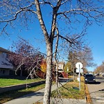 Tree/Branch Damage - Public Property at 14505 121 Street NW