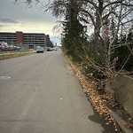 Overgrown Trees - Public Property at 10820 118 Avenue NW