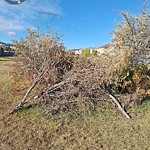 Tree/Branch Damage - Public Property at N53.63 E113.42