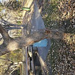 Tree/Branch Damage - Public Property at Victoria Park, 12030 River Valley Rd, Edmonton T5 K 1 J8