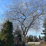 Overgrown Trees - Public Property at 1263 Lakewood Road West NW