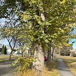 Overgrown Trees - Public Property at 12119 128 Street NW