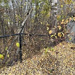 Overgrown Trees - Public Property at 4608 207 St NW