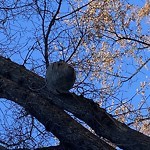 Pests/Sick trees - Public Property at 8423 64 Ave NW