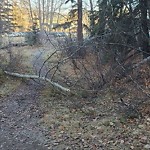 Tree/Branch Damage - Public Property at N53.50 E113.56