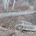 Tree/Branch Damage - Public Property at N53.50 E113.56