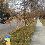 Overgrown Trees - Public Property at 11815 139 Street NW