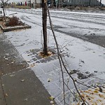 Tree/Branch Damage - Public Property at 9804 Jasper Avenue NW