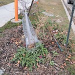 Overgrown Trees - Public Property at 474 Edgemont Drive NW