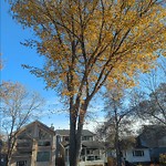 Overgrown Trees - Public Property at 11436 67 Street NW