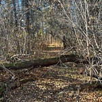 Tree/Branch Damage - Public Property at 13837 Summit Drive NW