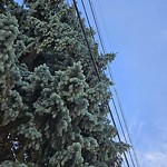 Overgrown Trees - Public Property at 7004 90 Avenue NW