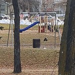 Structure/Playground Maintenance at 12014 101 Street NW