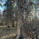 Tree/Branch Damage - Public Property at Monsignor Fee Otterson "Otter" Park, Edmonton T6 W 0 N6