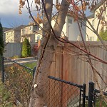 Overgrown Trees - Public Property at 11773 13 A Avenue SW