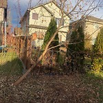 Overgrown Trees - Public Property at 11745 13 A Avenue SW