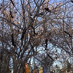 Pests/Sick trees - Public Property at 10503 60 A Avenue NW