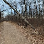 Tree/Branch Damage - Public Property at 9330 Groat Road NW