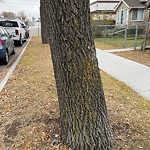 Tree/Branch Damage - Public Property at 11124 95 A Street NW