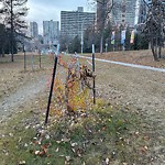 Tree/Branch Damage - Public Property at 9855 100 Street NW