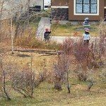 Tree/Branch Damage - Public Property at 703 Fraser Vista NW