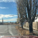 Overgrown Trees - Public Property at 9106 164 Avenue NW