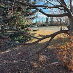 Tree/Branch Damage - Public Property at 6904 23 Avenue NW