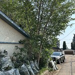 Overgrown Trees - Public Property at 11607 49 Avenue NW