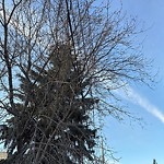 Overgrown Trees - Public Property at 9607 99 A Street NW