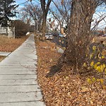 Overgrown Trees - Public Property at 12918 119 Street NW