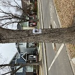 Tree/Branch Damage - Public Property at 106 St Nw, Edmonton T6 E 5 Z3