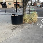 Overflowing Garbage Cans at 8122 106 Street NW