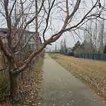 Overgrown Trees - Public Property at 12075 21 Ave Sw, Edmonton, Ab T6 W 0 C7, Canada