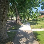 Overgrown Trees - Public Property at 11933 37 Street NW